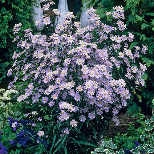 Wood's Blue Aster